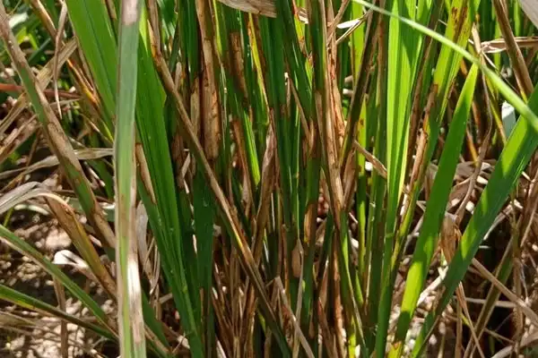 How Does Pencycuron 25%Wp 95%Tc Control Soilborne Diseases?