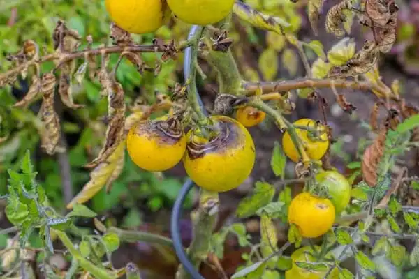 Understanding Chlorothalonil: A Cornerstone Fungicide