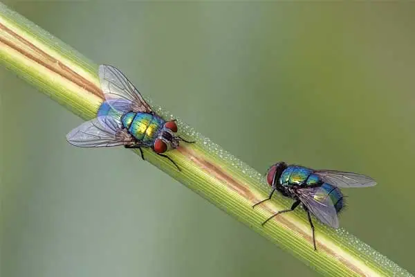 How does Deltamethrin kill insects？