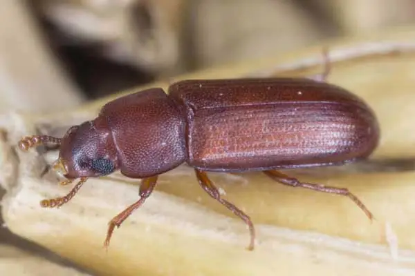 Comprehensive Solutions for Post-Harvest Insect Pest Control Using Pirimiphos-Methyl 50% EC
