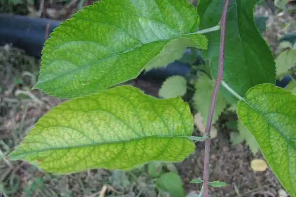 Comparing EDDHA Fe 6% with Other Iron Chelates: Which One Works Best?