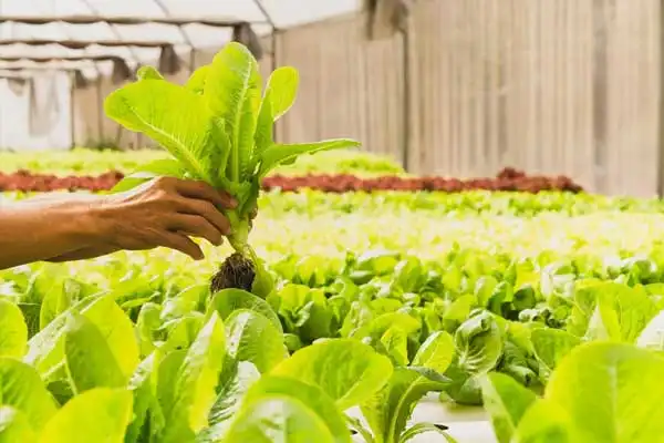 Safety Guidelines and Best Practices for Using Chlormequat Chloride in Agriculture