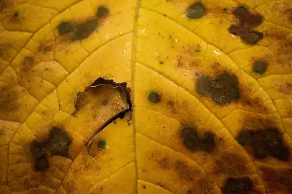 Propiconazole Fungicide: Broad-Spectrum Fungal Control
