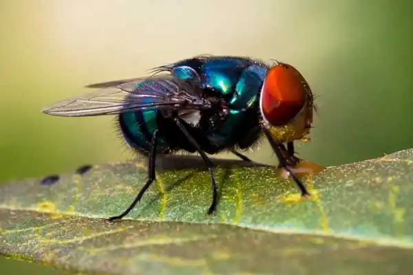 What Is Fly Killer Powder and How Does It Work? A Complete Guide