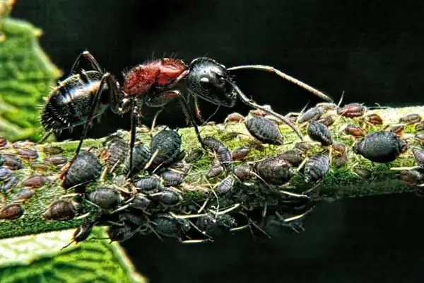 What is thiamethoxam used for？