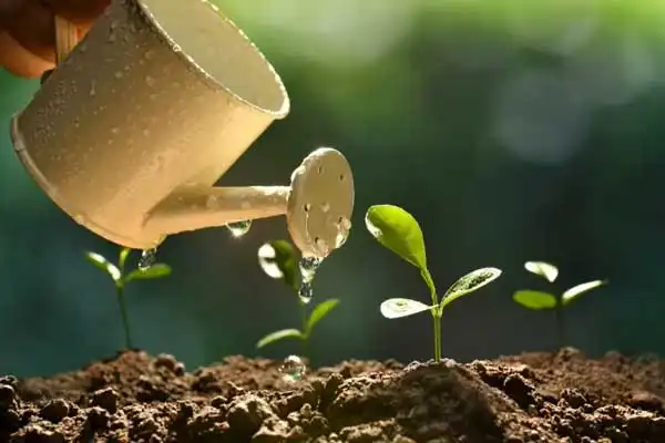 GA3 Gibberellic Acid vs Other Plant Growth Regulators