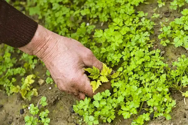 How Does Pyroxasulfone Control Resistant Weeds?