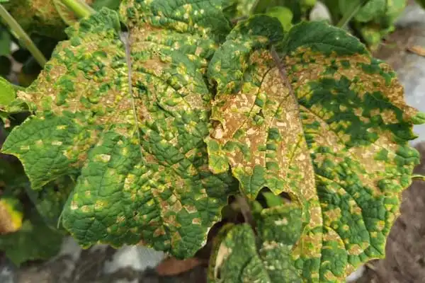 How does mancozeb fungicide work？