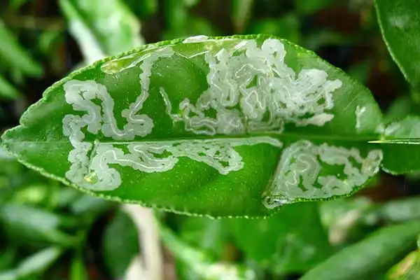 Acetamiprid Insecticide: 7 Ways for Crop Protection 2026