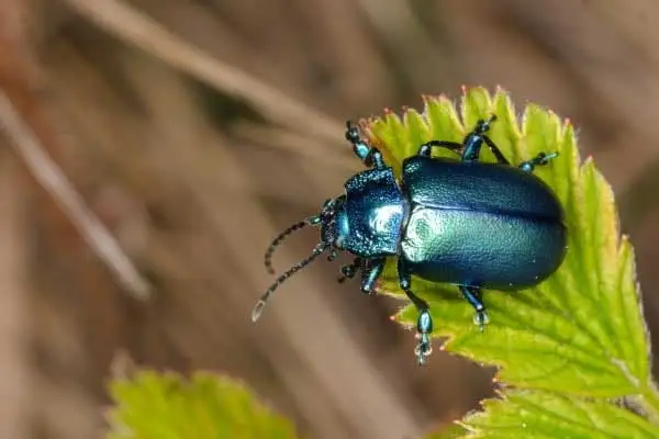 Carbaryl Powder Uses and Application in Crop Protection