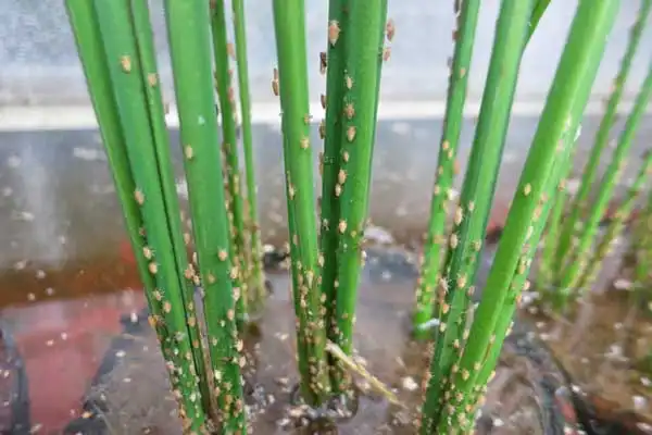 Is chlorantraniliprole contact or systemic?