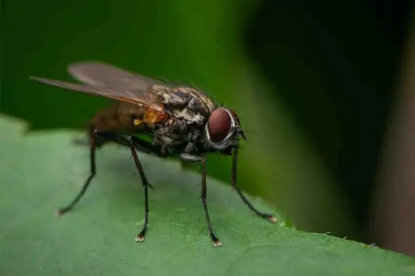 Natural Alternatives to Fly Killer Powder: Safe and Eco-Friendly Fly Repellent Methods