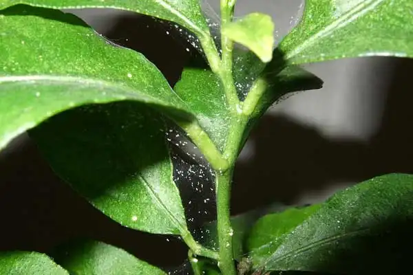 What is Propargite used for?