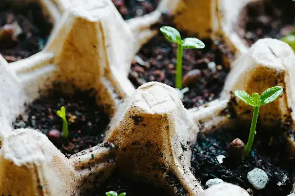 How Does Gibberellic Acid Affect Plant Growth