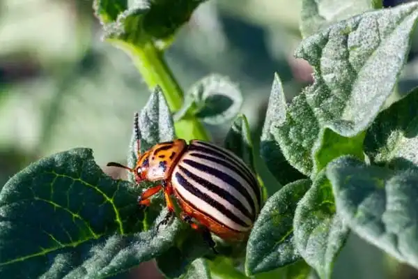 Chemical Game Changer- Thiodicarb's Impact on Crop Protection