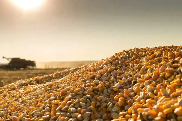 The Best Application Timing and Dosage of Chlormequat Chloride for Crop Lodging Resistance