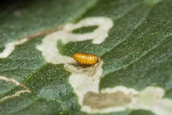 Which pests is abamectin insecticide effective against?