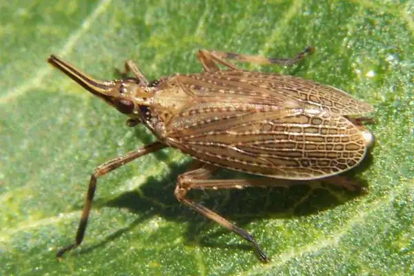 Comprehensive Guide to Imidacloprid 70% WDG: Uses, Benefits & Future Trends