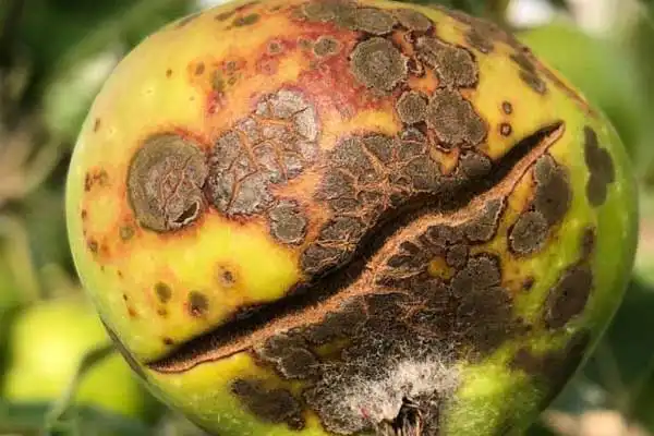 Carbendazim and Mancozeb Combination: How to Mix for Maximum Fungicide Efficiency