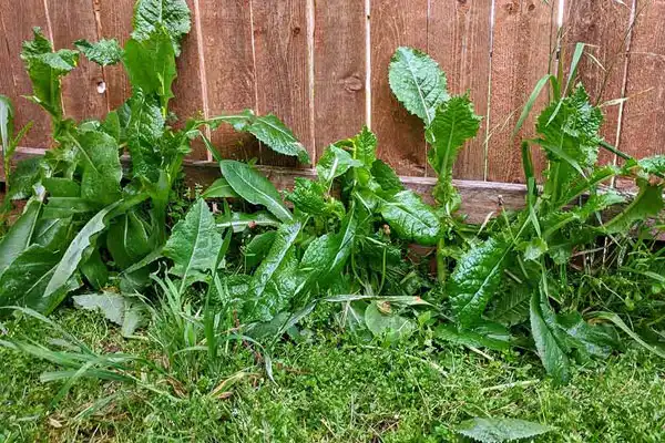 How to Apply Halosulfuron-methyl for Effective Weed Control