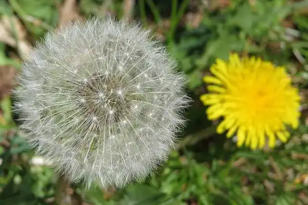 What Is Halosulfuron-methyl and How Does It Work?
