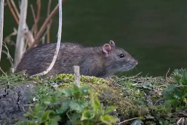 Best Rat Killer Bait Poison - An Easy Guide To Help You Choose