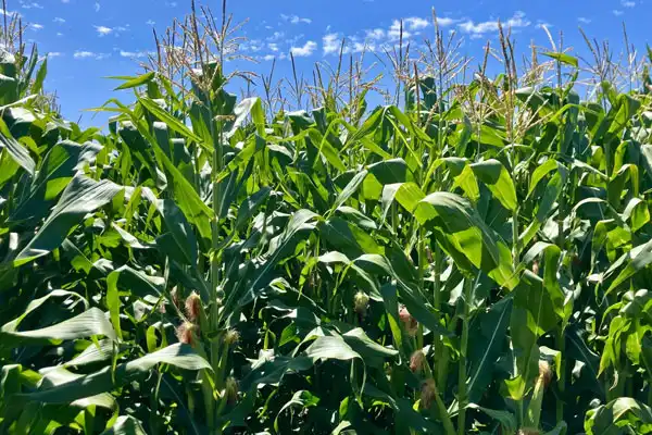 What does chlormequat do?