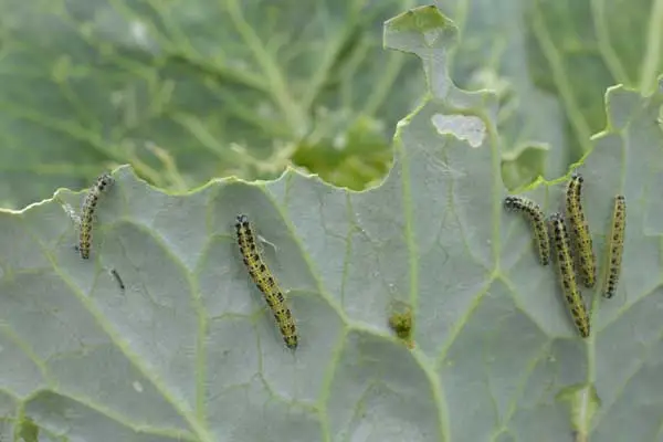 The Complete Guide to Chlorantraniliprole in 2026