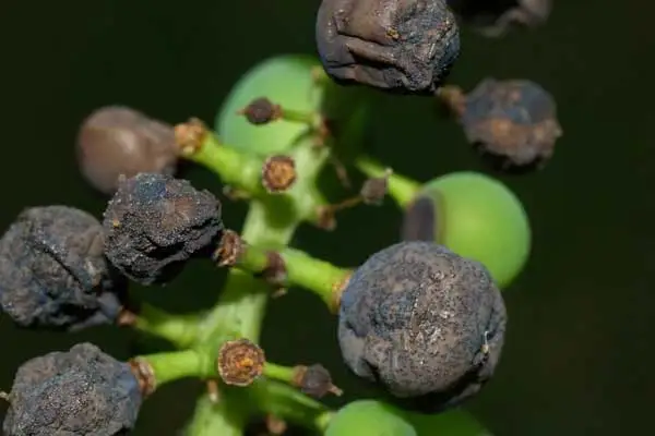 Best Practices for Using Hexaconazole 5% SC