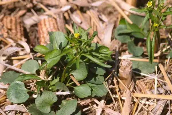 Understanding Cyhalofop Butyl Herbicide