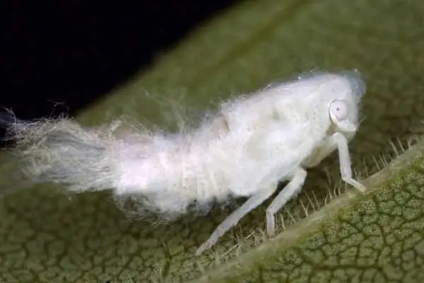 Is buprofezin safe for beneficial insects?