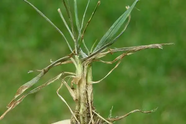 Hymexazol Dosage Guide for Fruit Plants: Ensuring Effective Fungal Infection Prevention