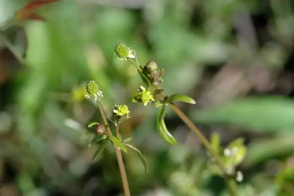 How does dicamba work