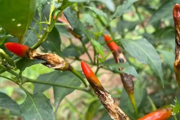 Copper Oxychloride Uses in Agriculture