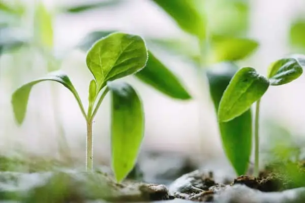 How GA3 Gibberellic Acid Improves Plant Development