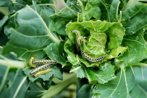 Step-by-Step Guide: How to Safely Apply Thiocyclam Hydrogen Oxalate on Vegetables