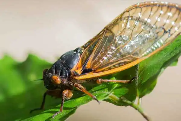 How does carbaryl kill insects？