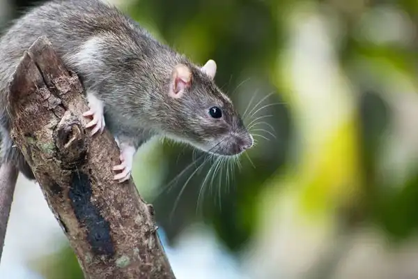 Does Rat Killer Bait Poison Work?