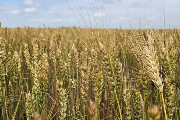 How to Use Chlormequat Chloride on Wheat for Maximum Stem Strength and Yield