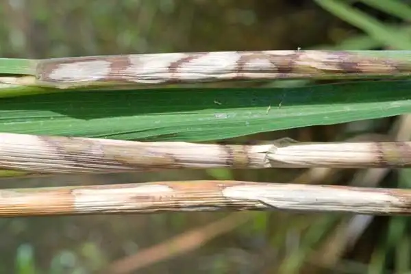 Step-by-Step Guide: How to Use Hexaconazole 5% SC for Rice Blast and Sheath Blight Treatment