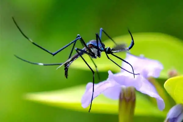 How to use Temephos？