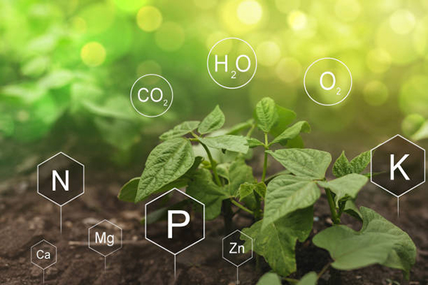 The Role of Plant Growth Regulators in Modern Crop Production