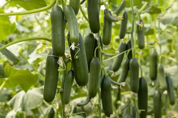 Is Acetamiprid 20% SP Effective Against Aphids and Whiteflies?