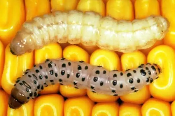 Comparing Carbaryl Powder with Other Insecticides: Which is Better for Your Crops?