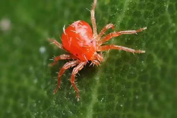 What is the use of pyridaben insecticide?