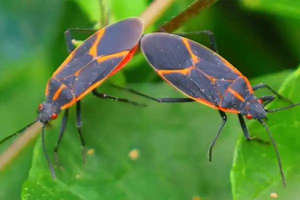 How does chlorfenapyr work？