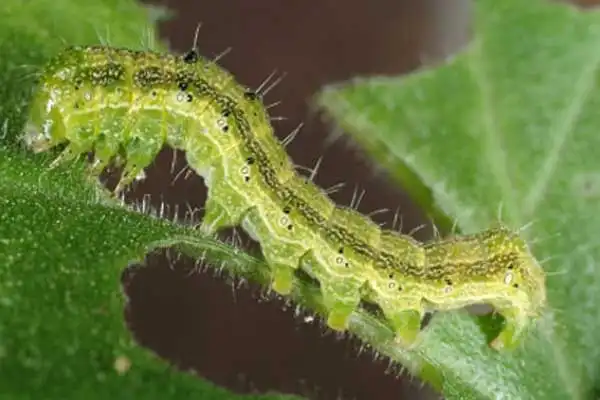 What is emamectin benzoate used for?