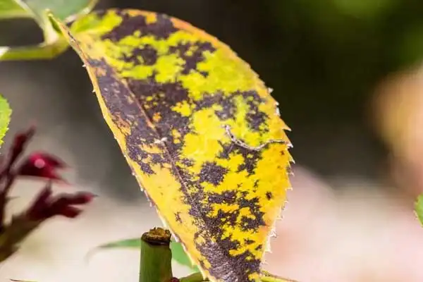 Difenoconazole 25% EC vs Other Triazole Fungicides